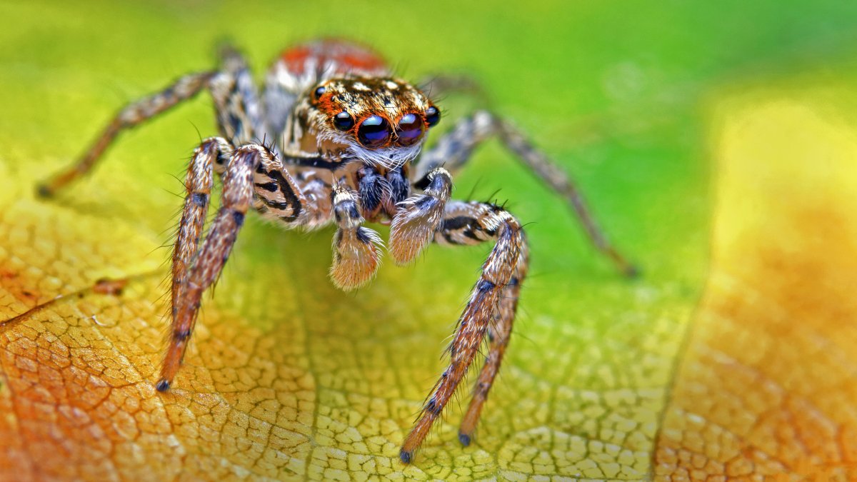 Паук скакун паутина