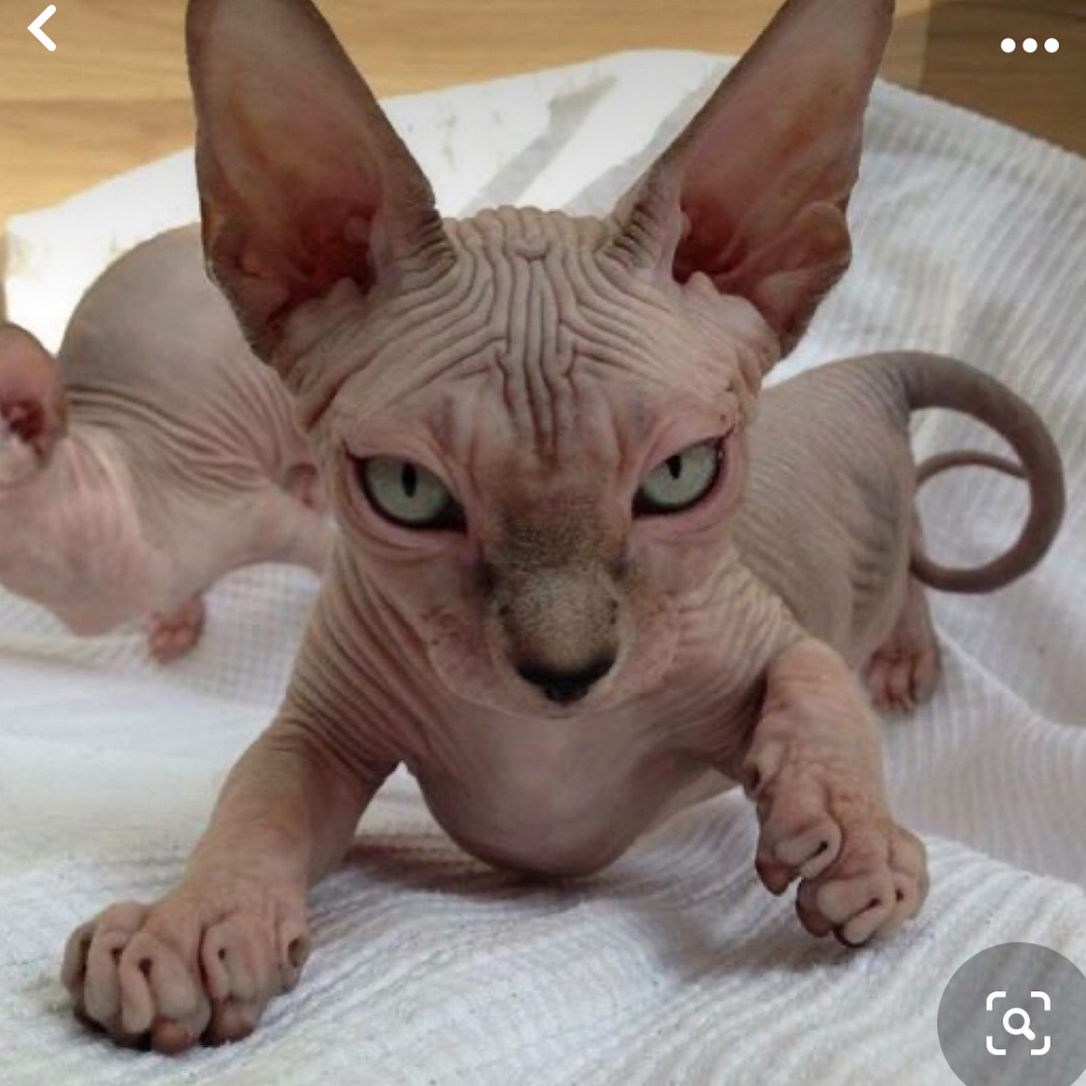 Кот грузин порода Ориентал