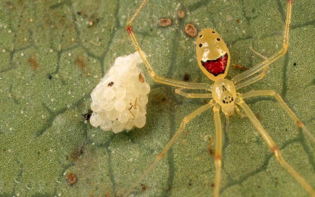 Theridion grallator улыбающийся паук