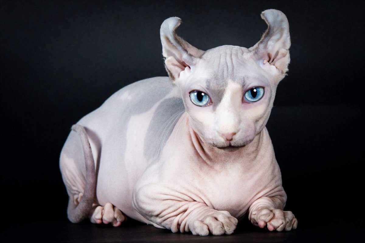 Сфинкс Бамбино Двэльф