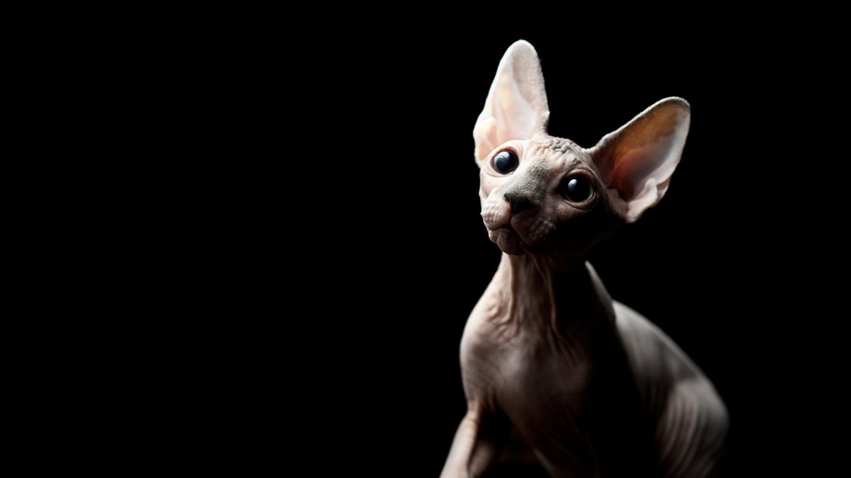 Корниш рекс кошка