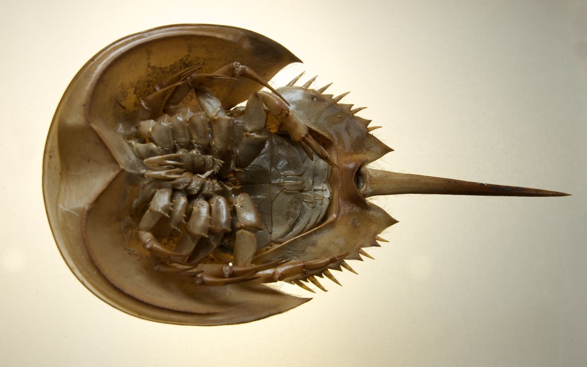 Трилобит мечехвост