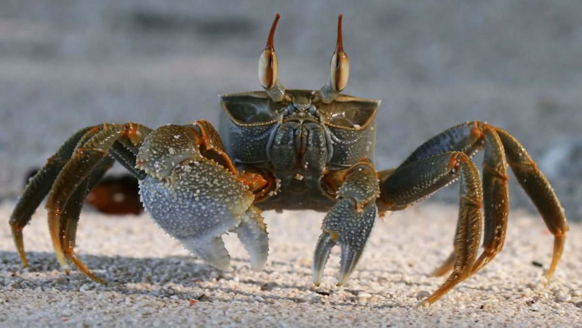 Мохнолапый краб