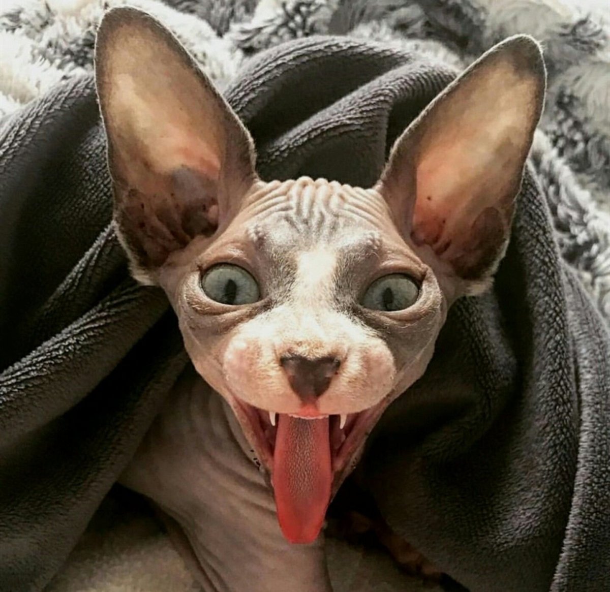 Кот грузин Ориентальная кошка