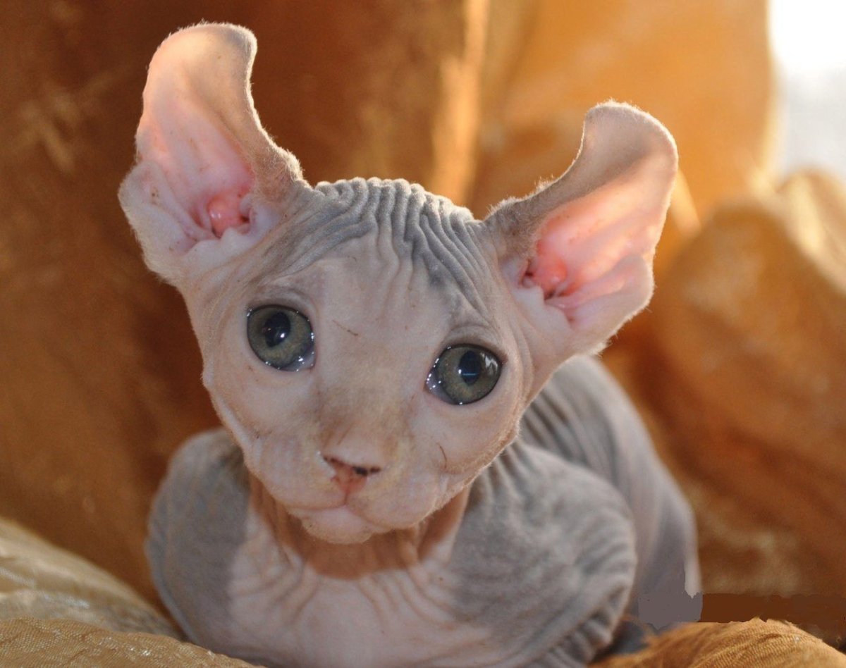 Петерболд Эльф