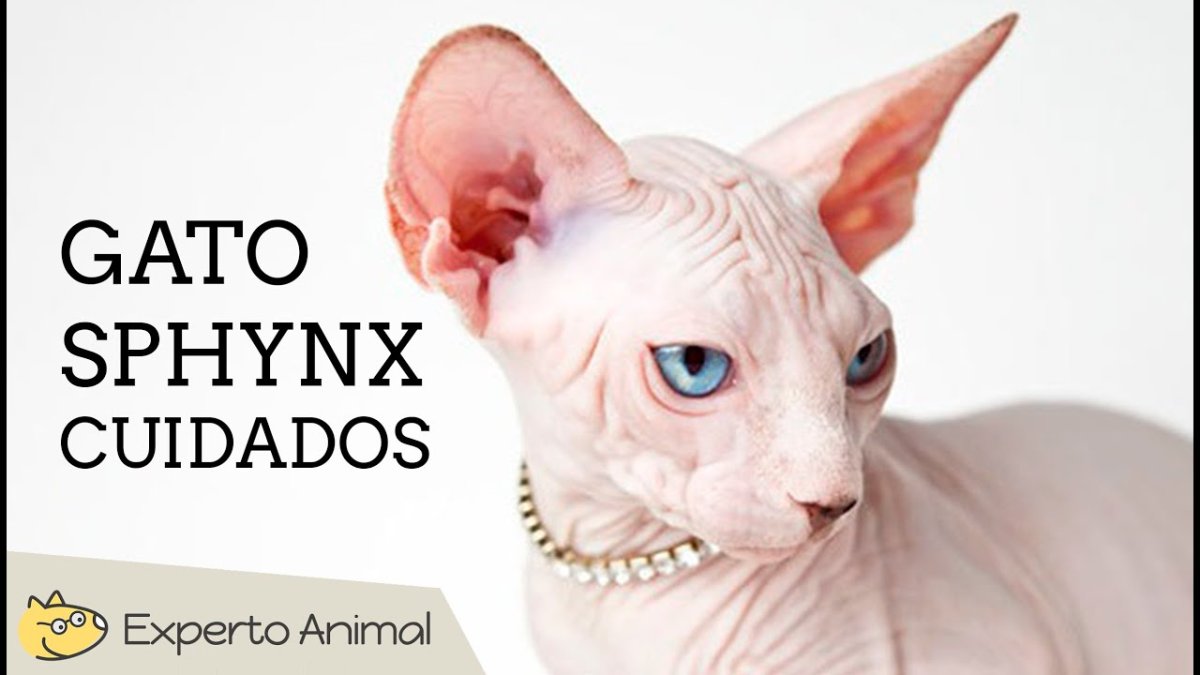 Сфинкс альбинос