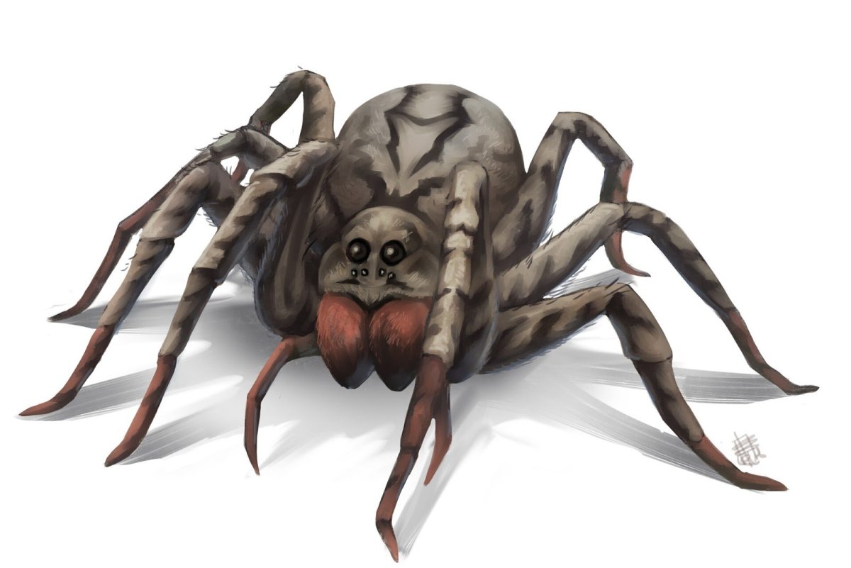 Гигантский паук-волк ДНД