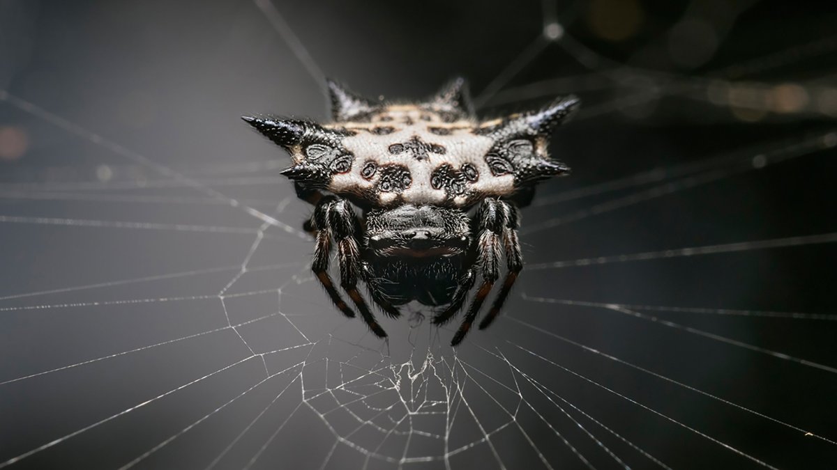 Таратект паук