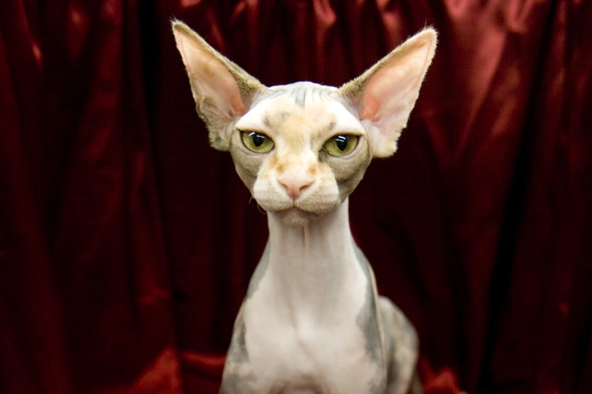 Лысая кошка с бровями