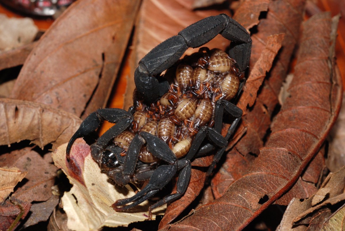 Скорпионы паукообразные