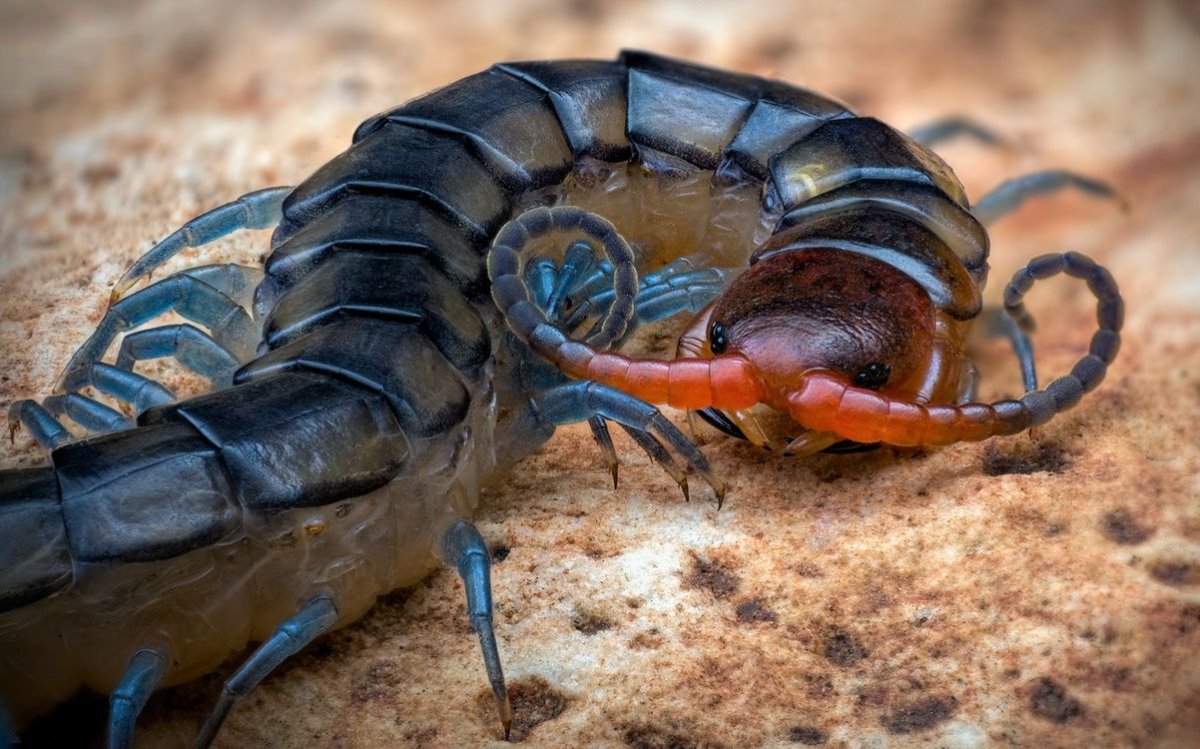 Крымская кольчатая сколопендра