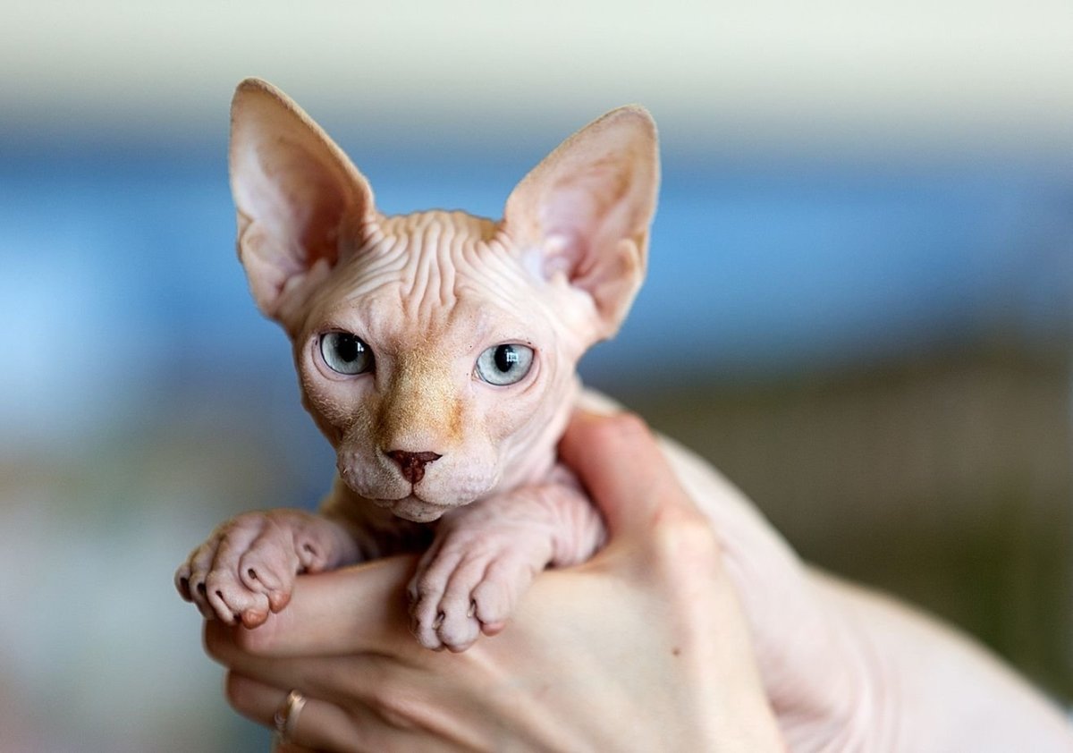 Мордочка сфинкса