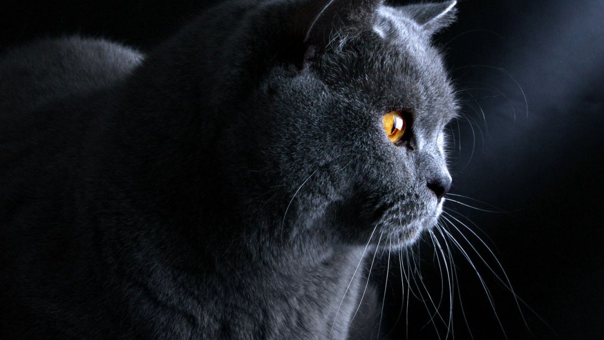 Заставка на рабочий стол британский кот