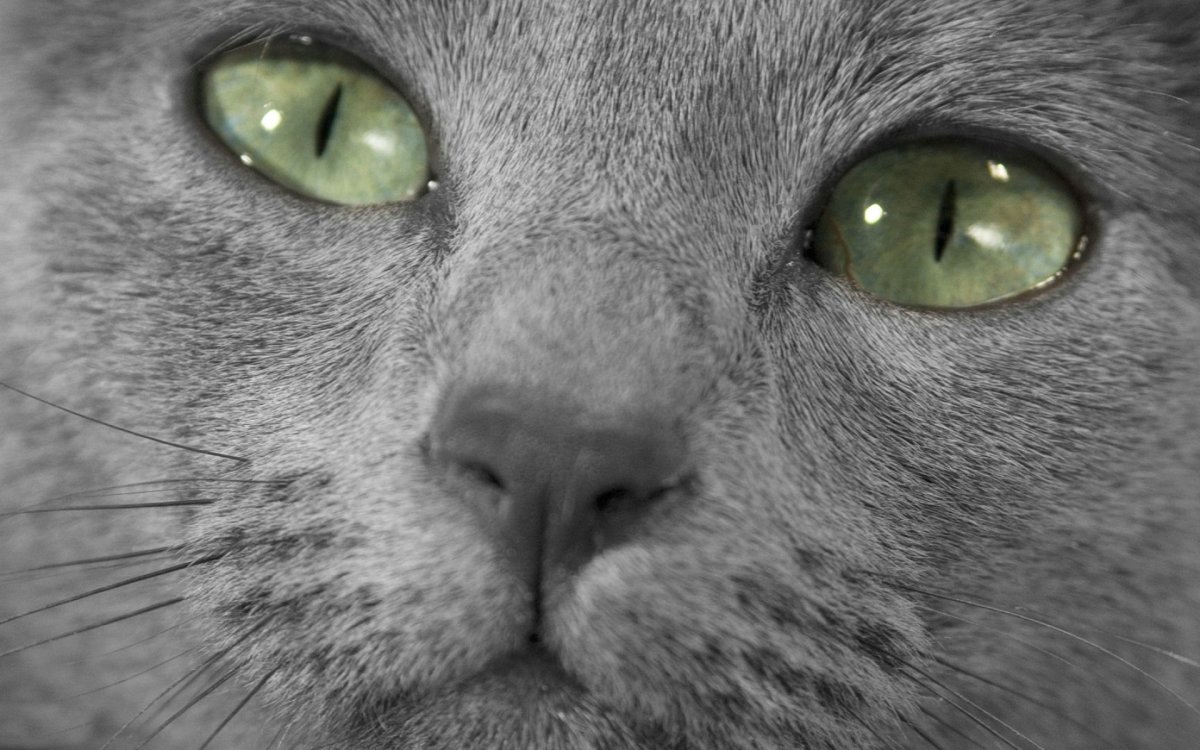 Русская голубая кошка + шотландский вислоухий кот