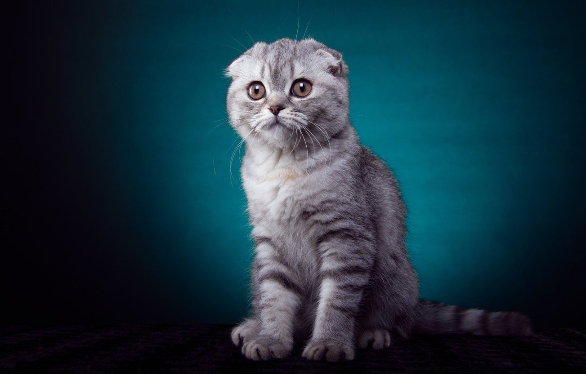 Шотландская вислоухая кошка