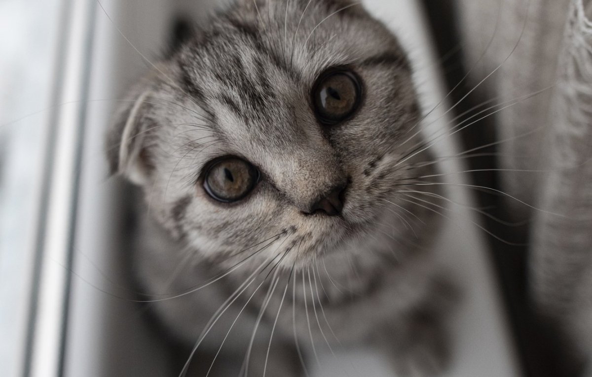 Вася кот серый веслоушка