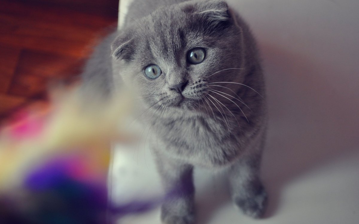 Шотландская вислоухая кошка