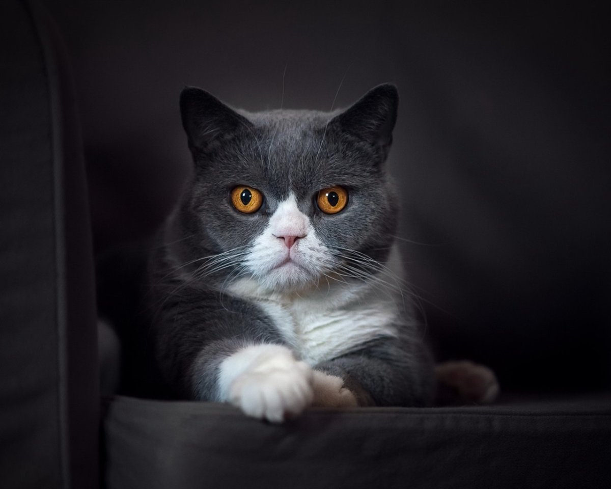 Заставка кот британец