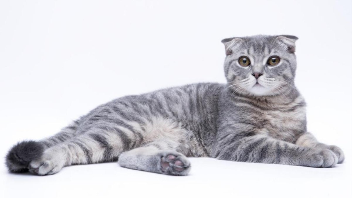 Шотландская вислоухая кошка в полный рост