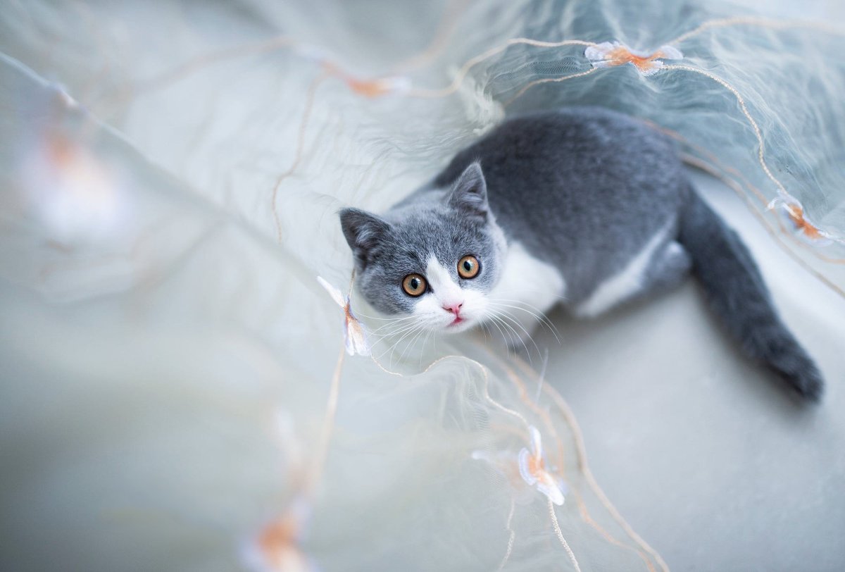 Котик на сером фоне