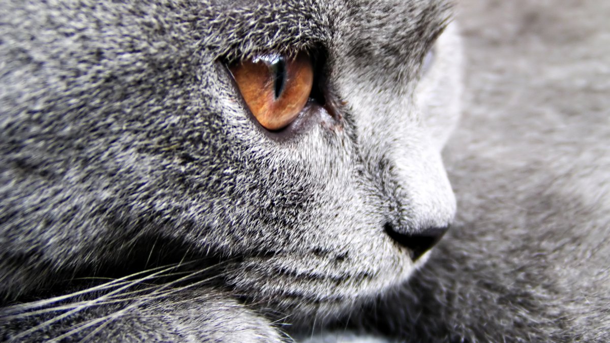 Злой серый кот