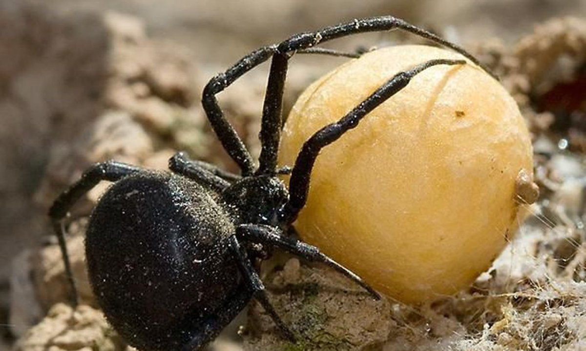 Каракурт паук Волгоград