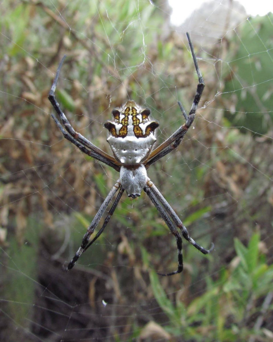 Паук белый Каракурт