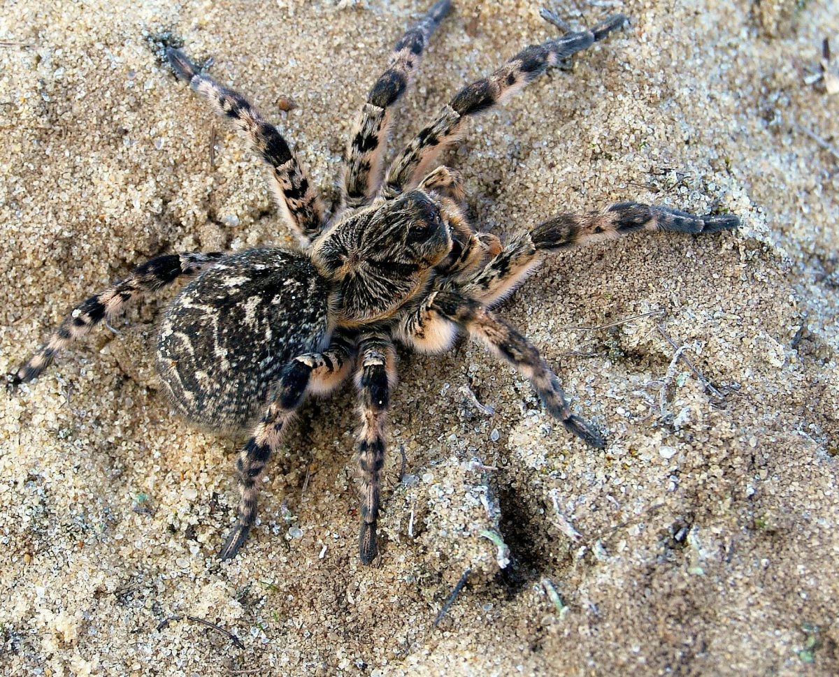 Южнорусский Тарантул крестовик