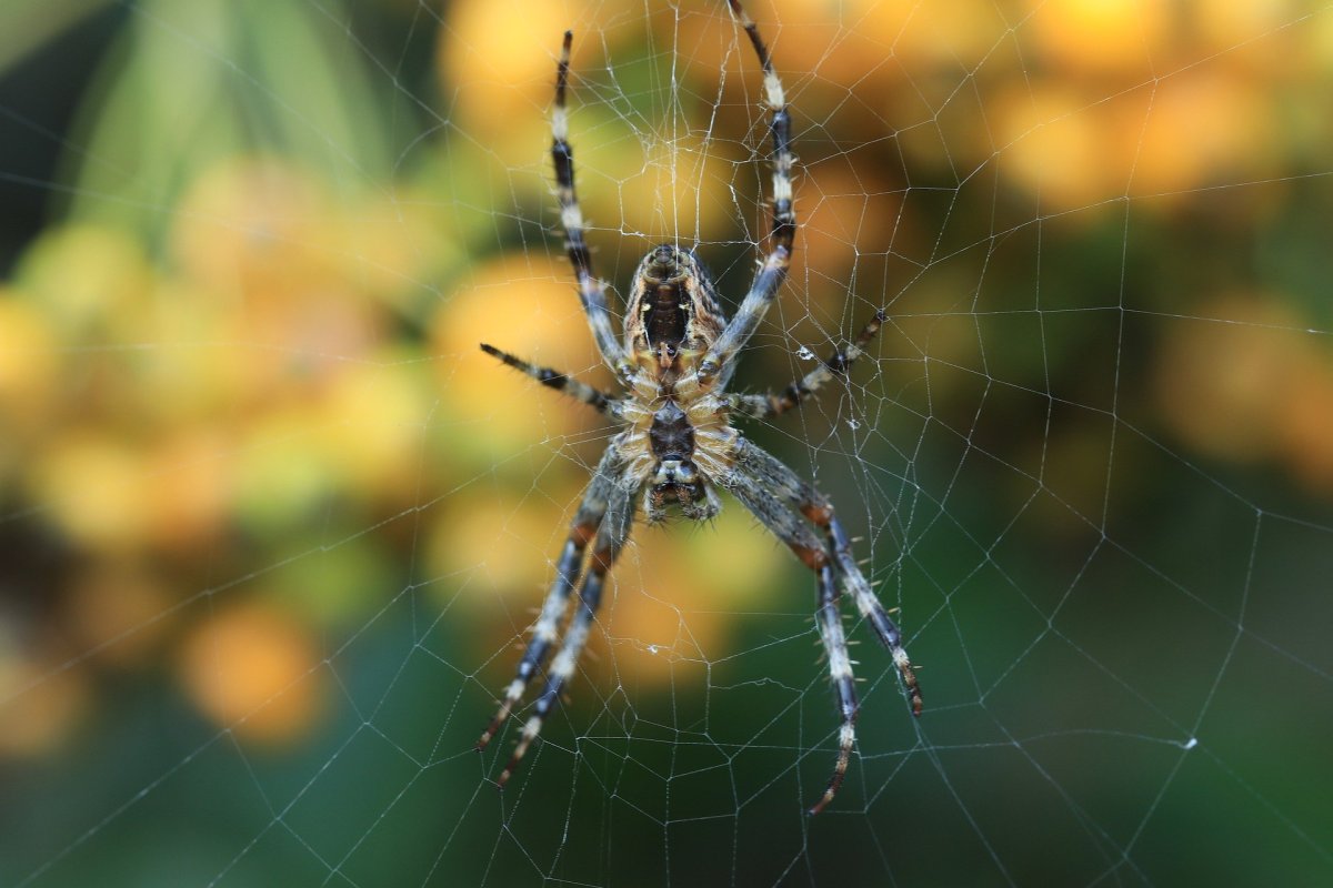 Araneus diadematus - крестовик