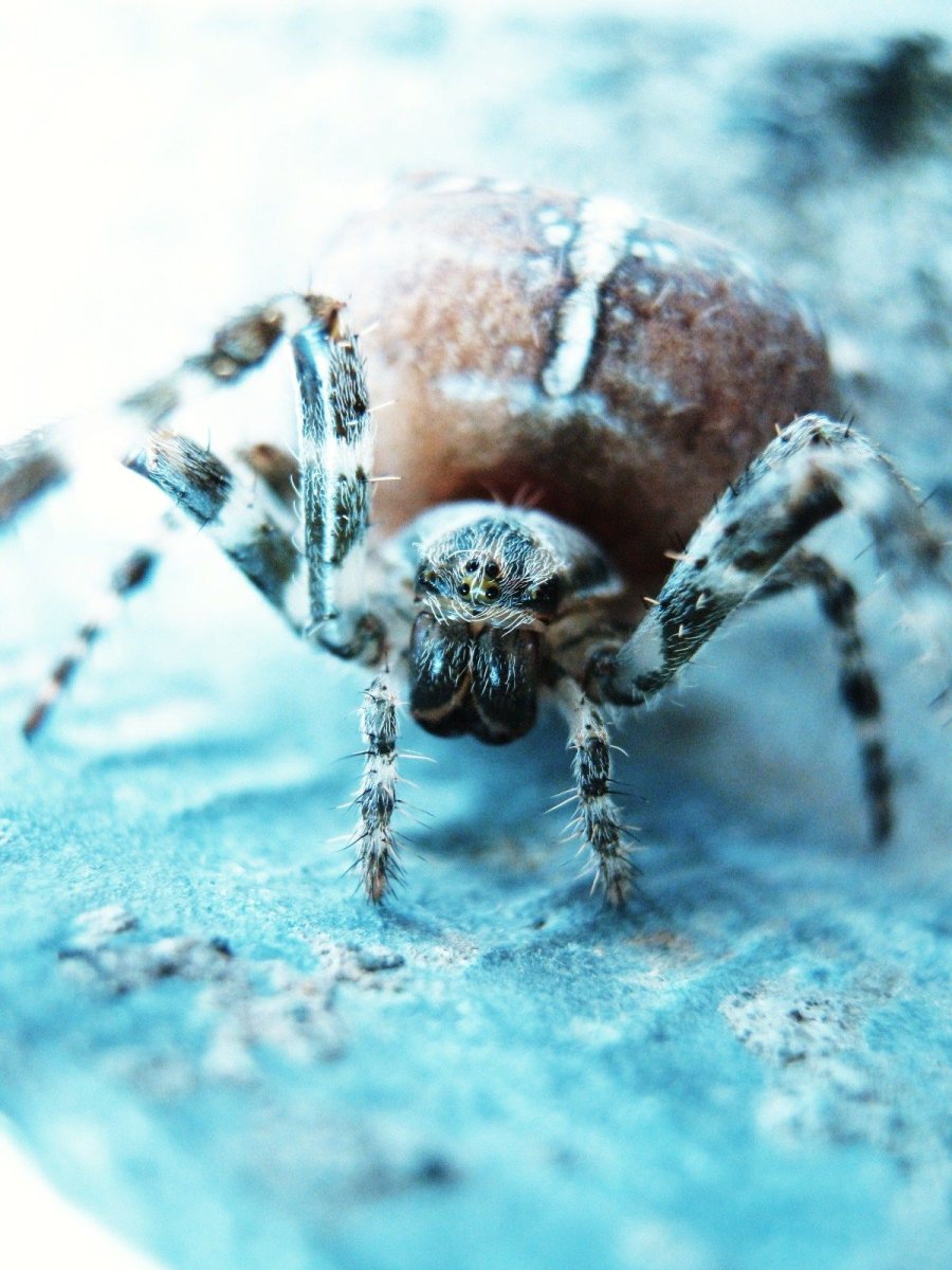 Новоузенские пауки