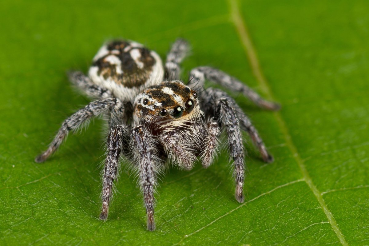 Salticidae пауки-скакуны