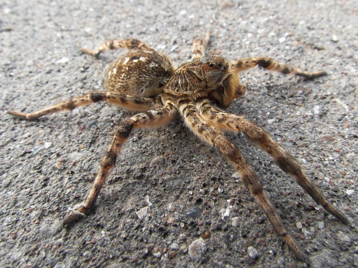 Астраханский паук Южнорусский Тарантул