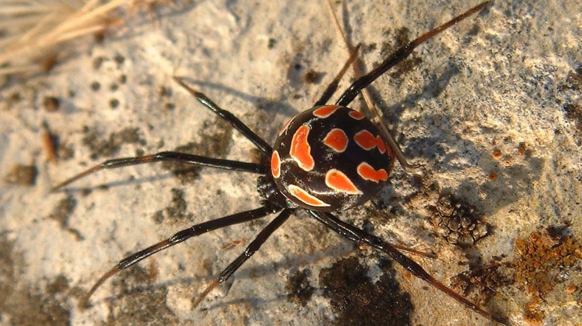 Паук Каракурт в Москве