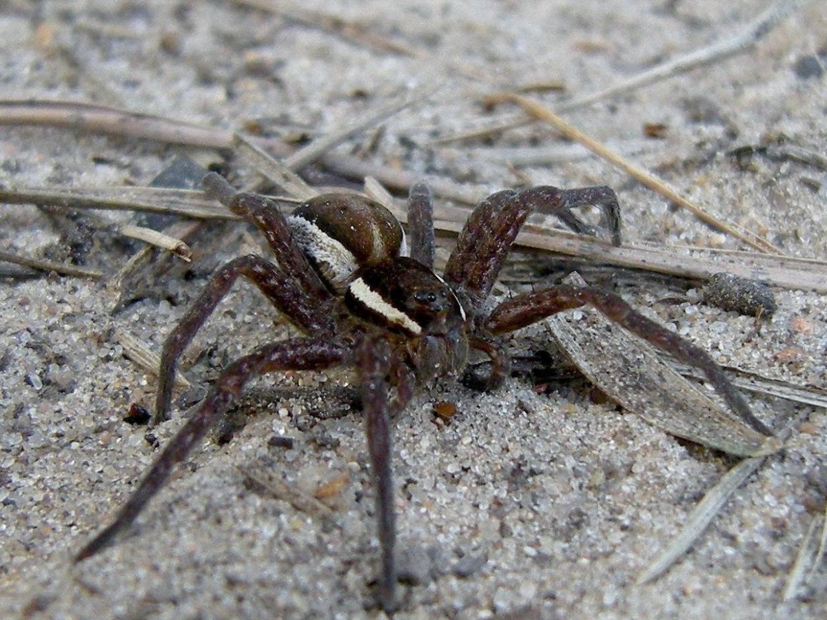 Цербал Аравийский