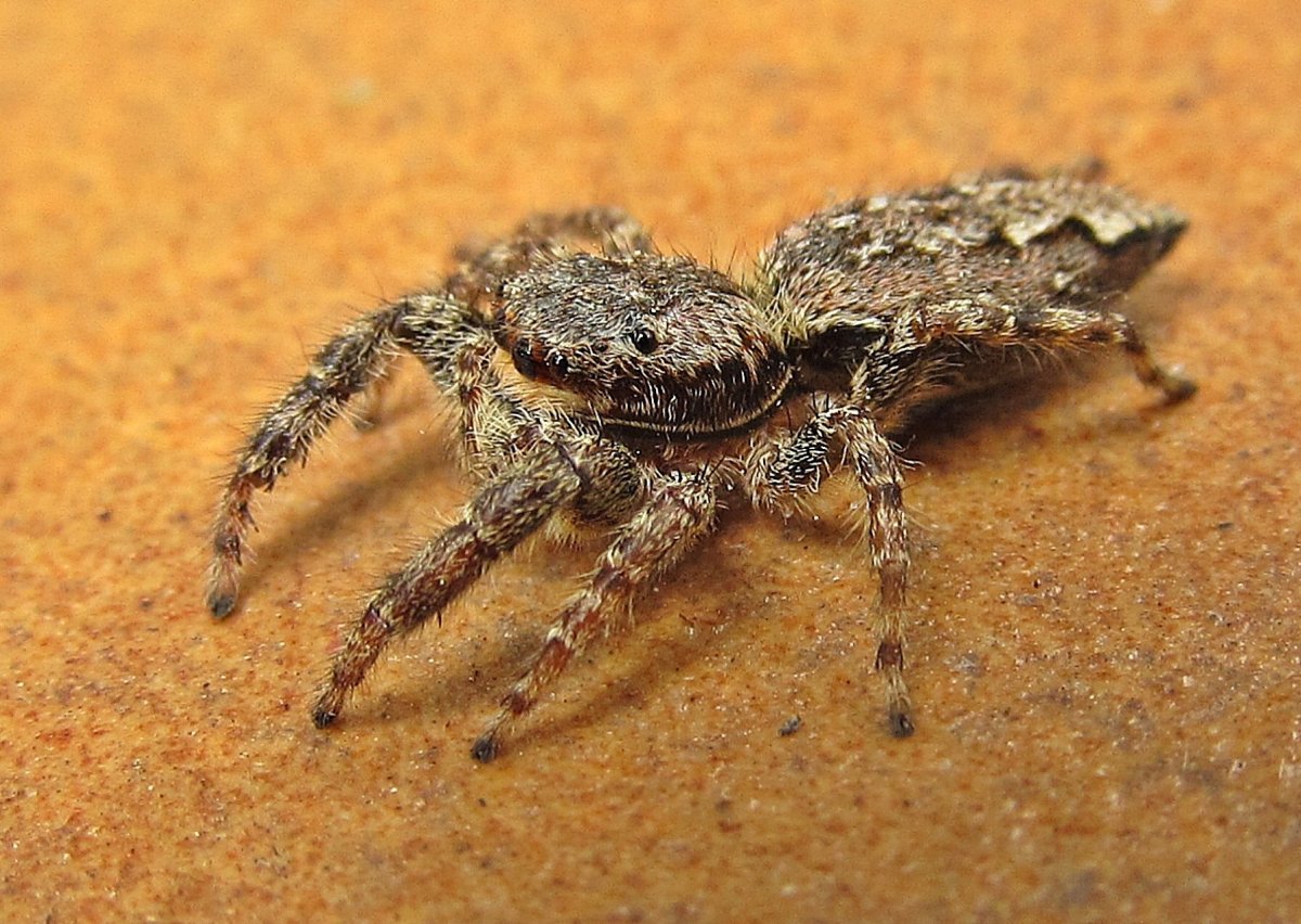 Пауки Курской области