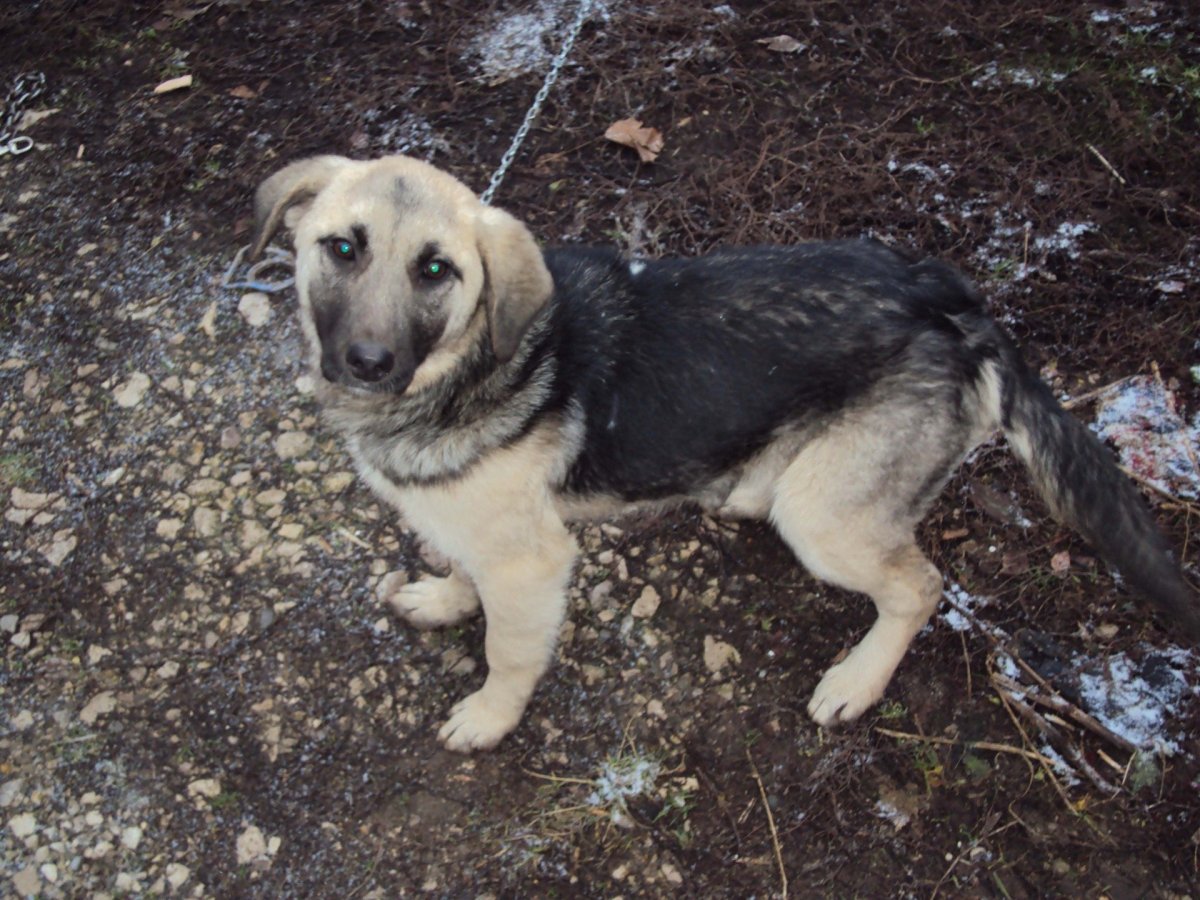 Метис алабая и дворняги
