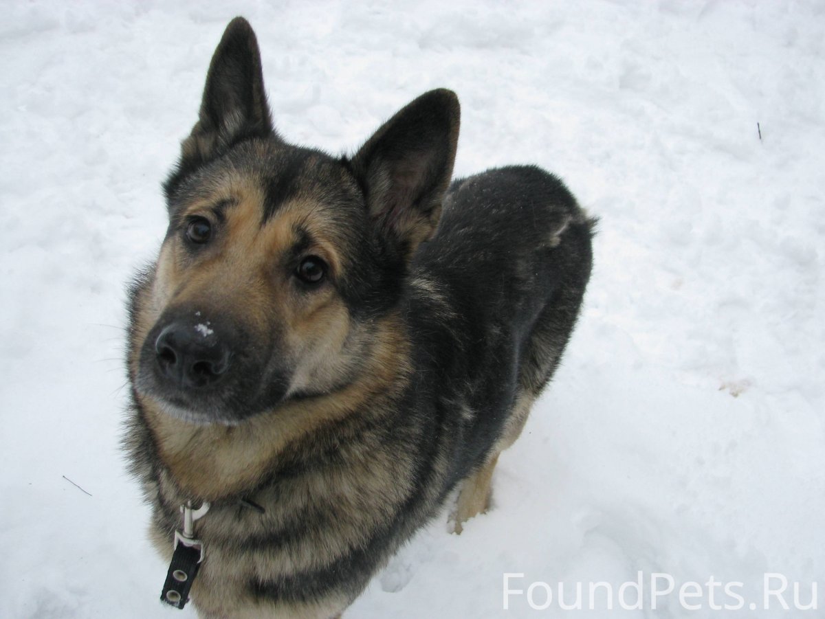 Метис овчарки