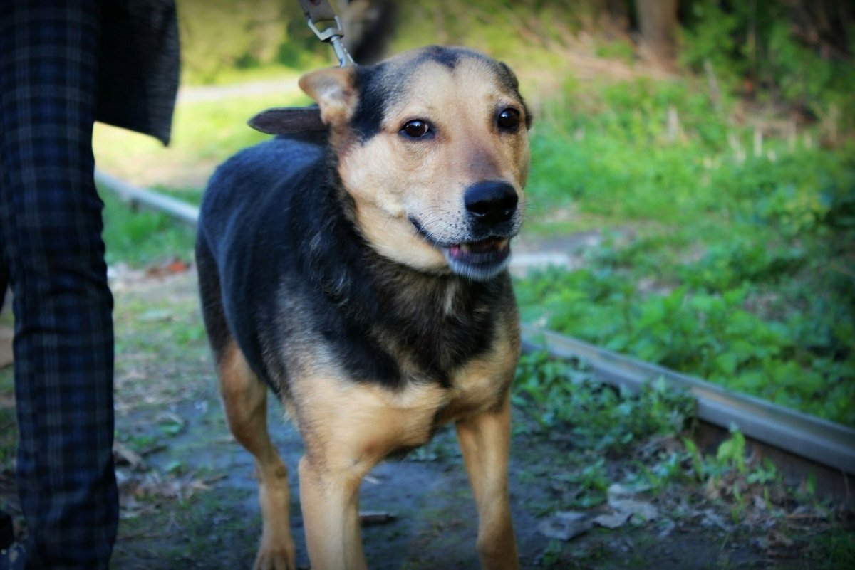 Собака метис овчарки и дворняги