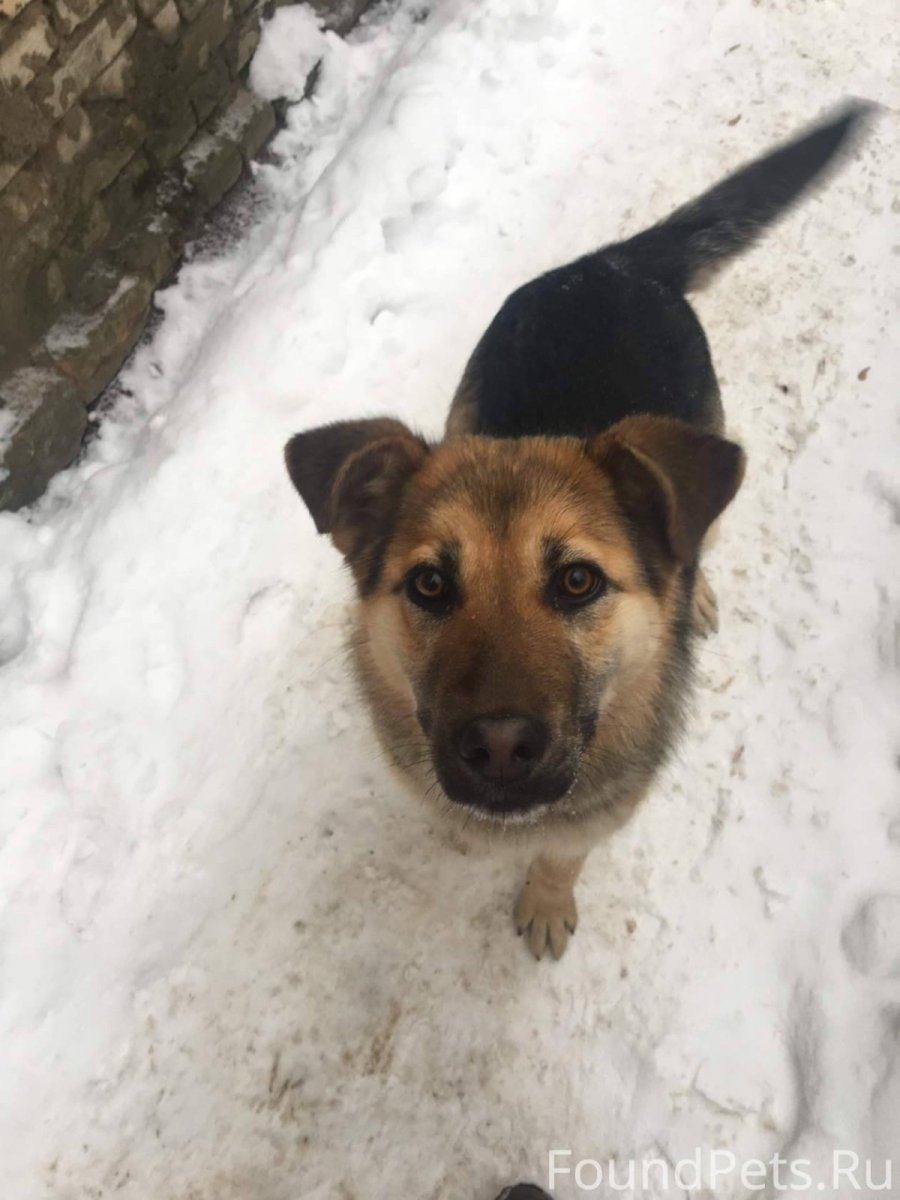 Овчарка дворняжка щенки