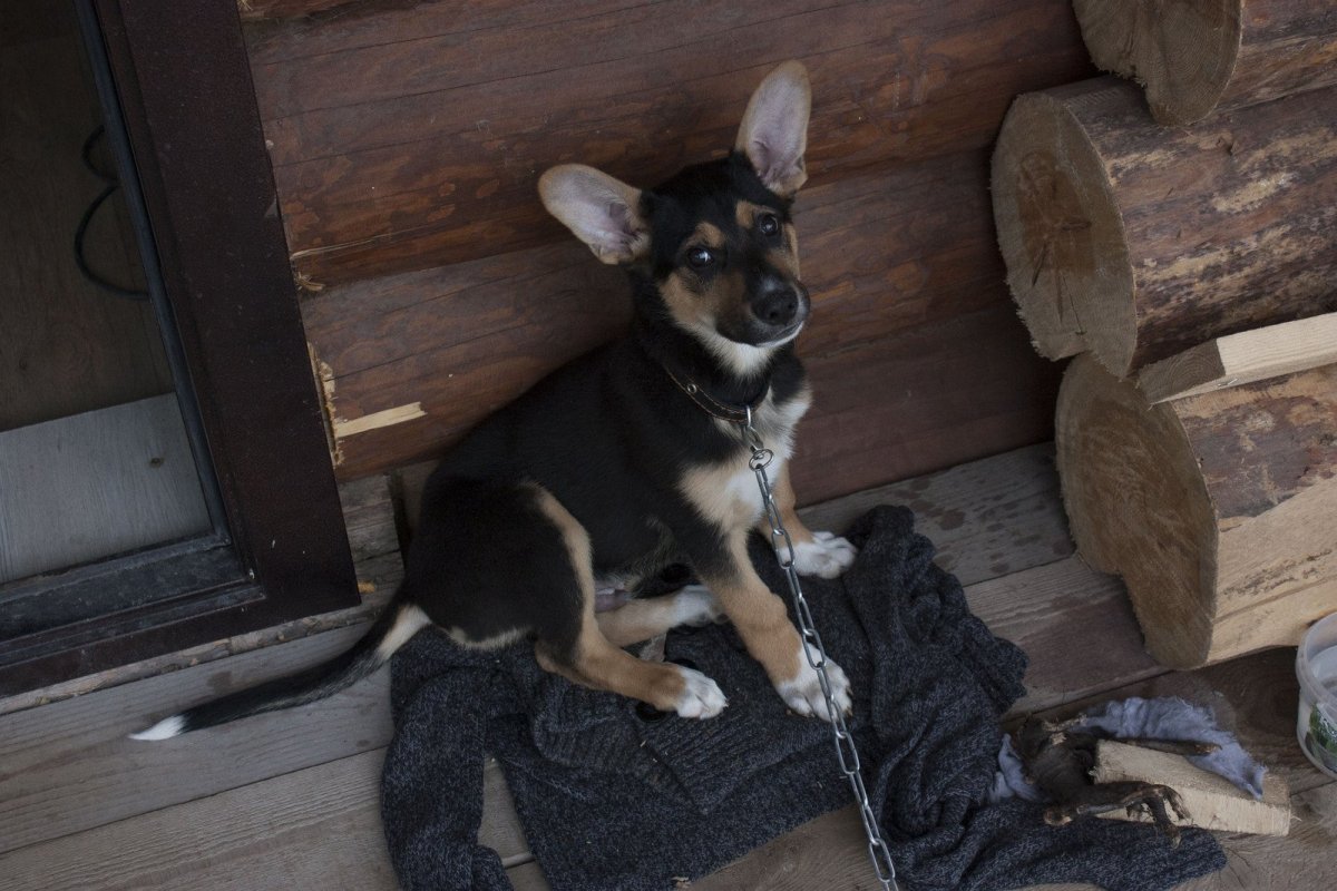 Смесь овчарки с дворняжкой