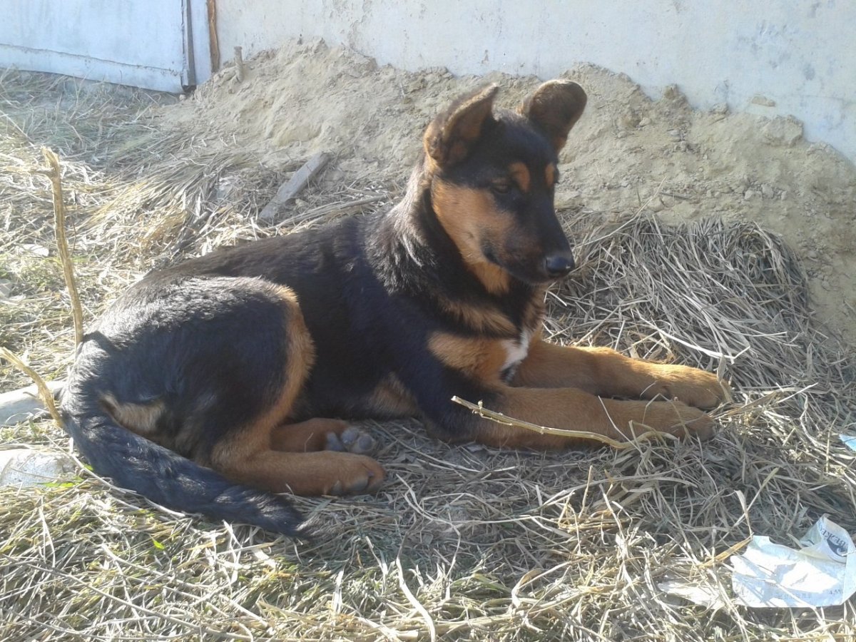 Смесь немецкой овчарки и дворняжки