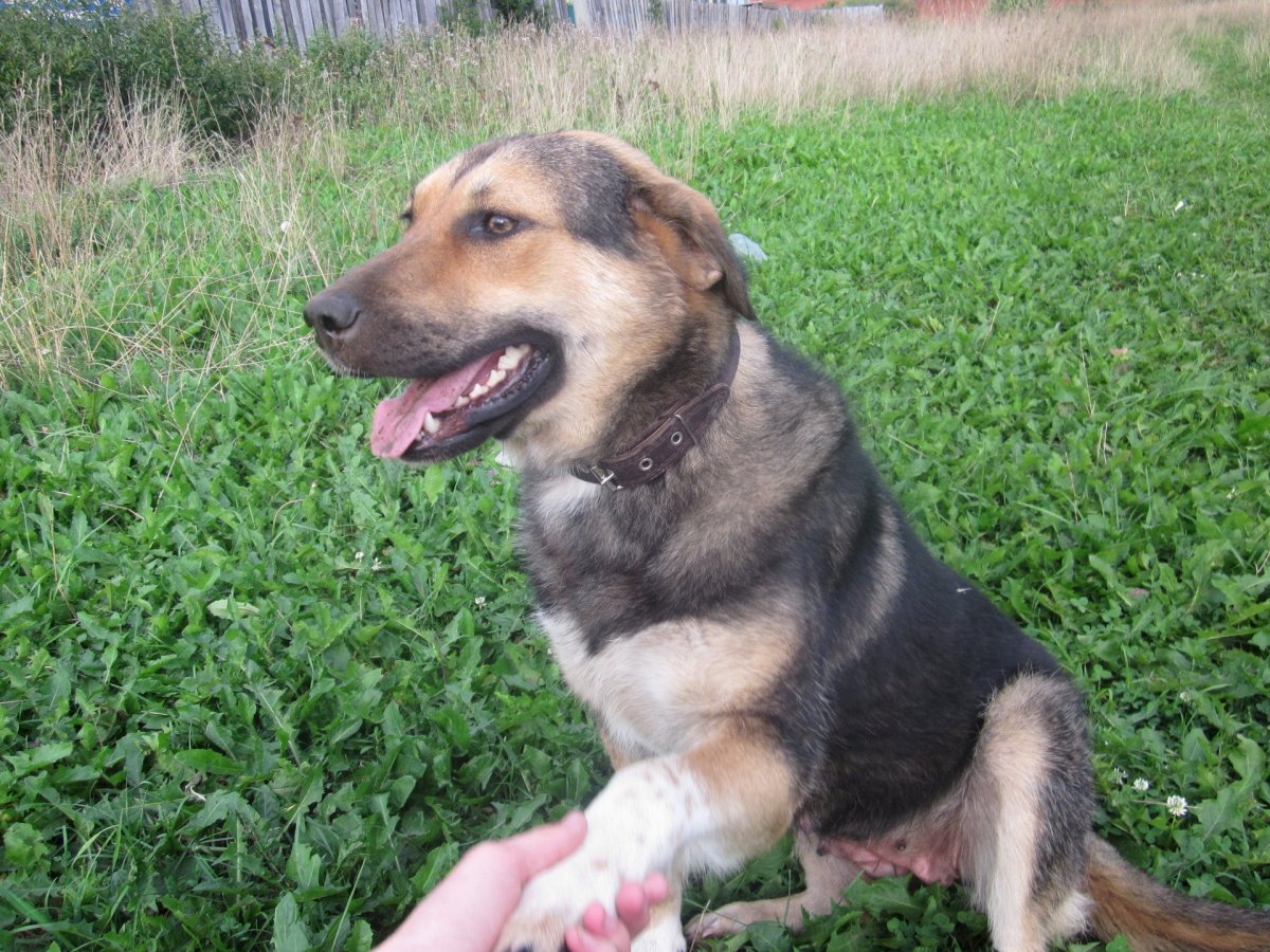 Бигль с овчаркой помесь