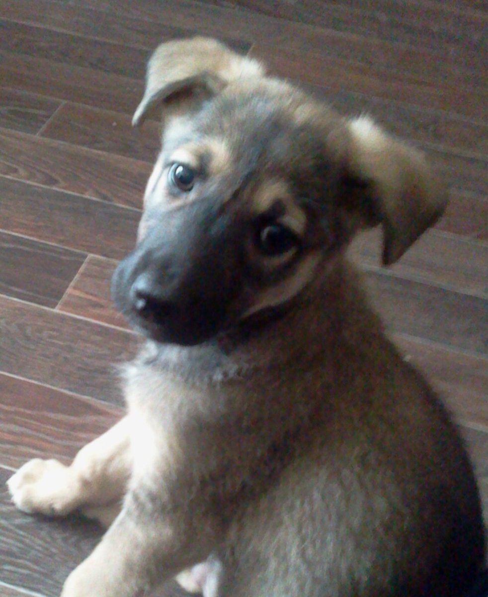 Метиз овчарки дворняжки