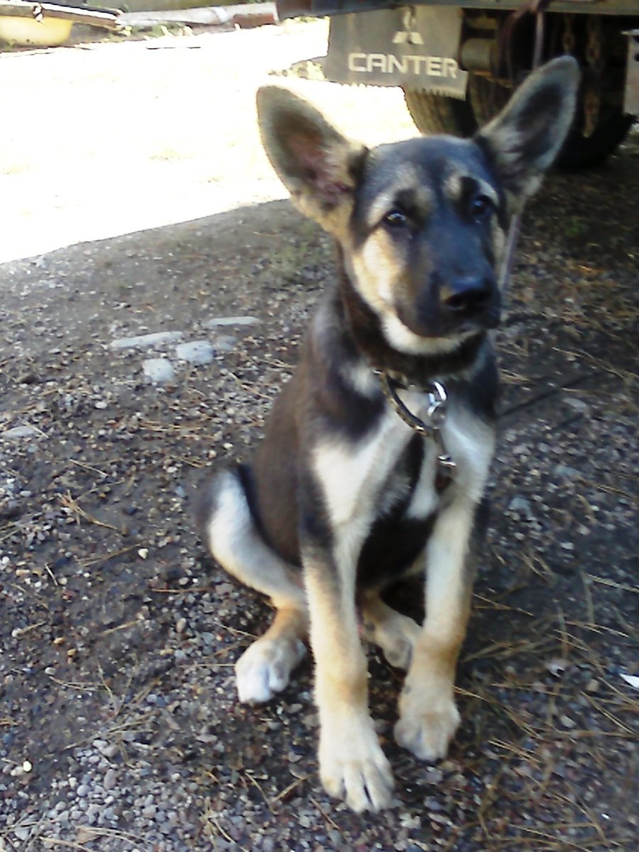 Метис овчарки и дворняги