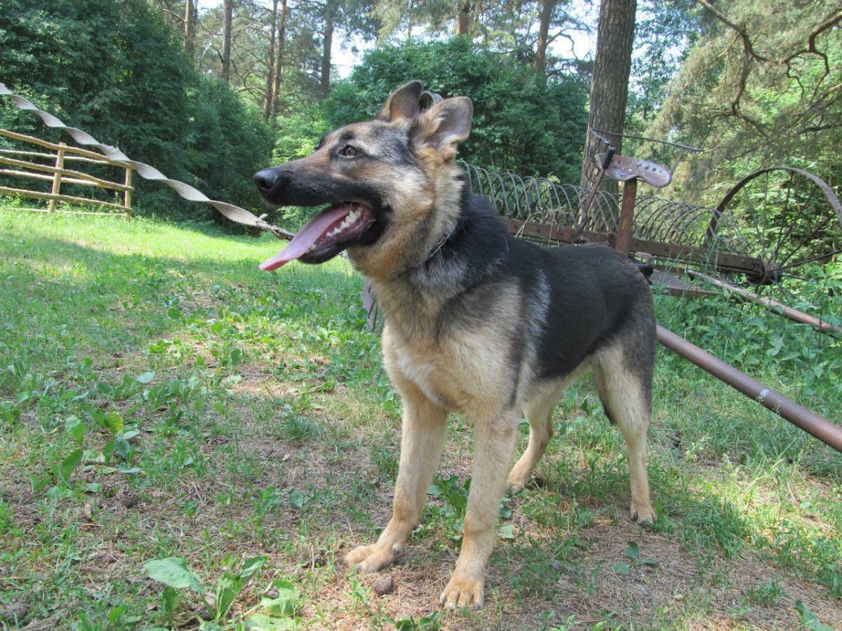 Метис овчарки и дворняги