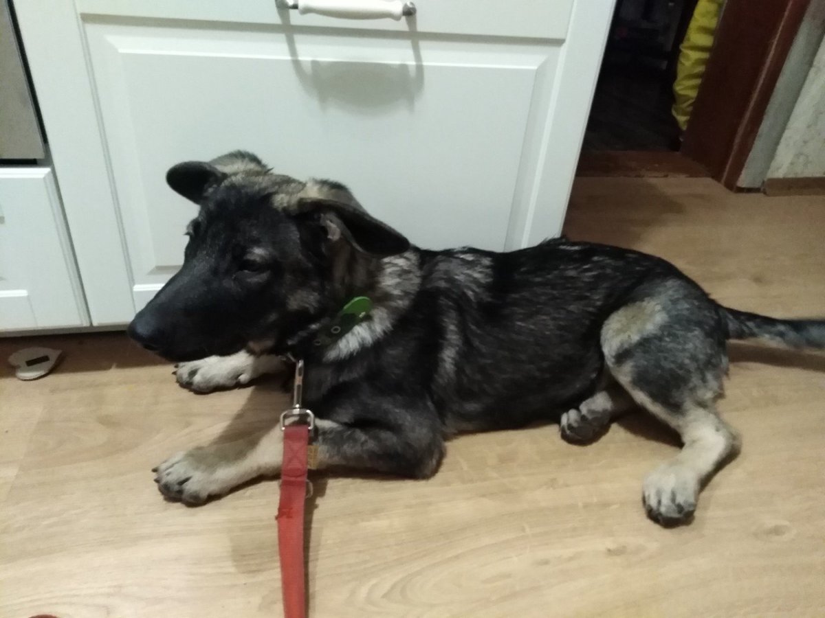 Метис черной немецкой овчарки и дворняги