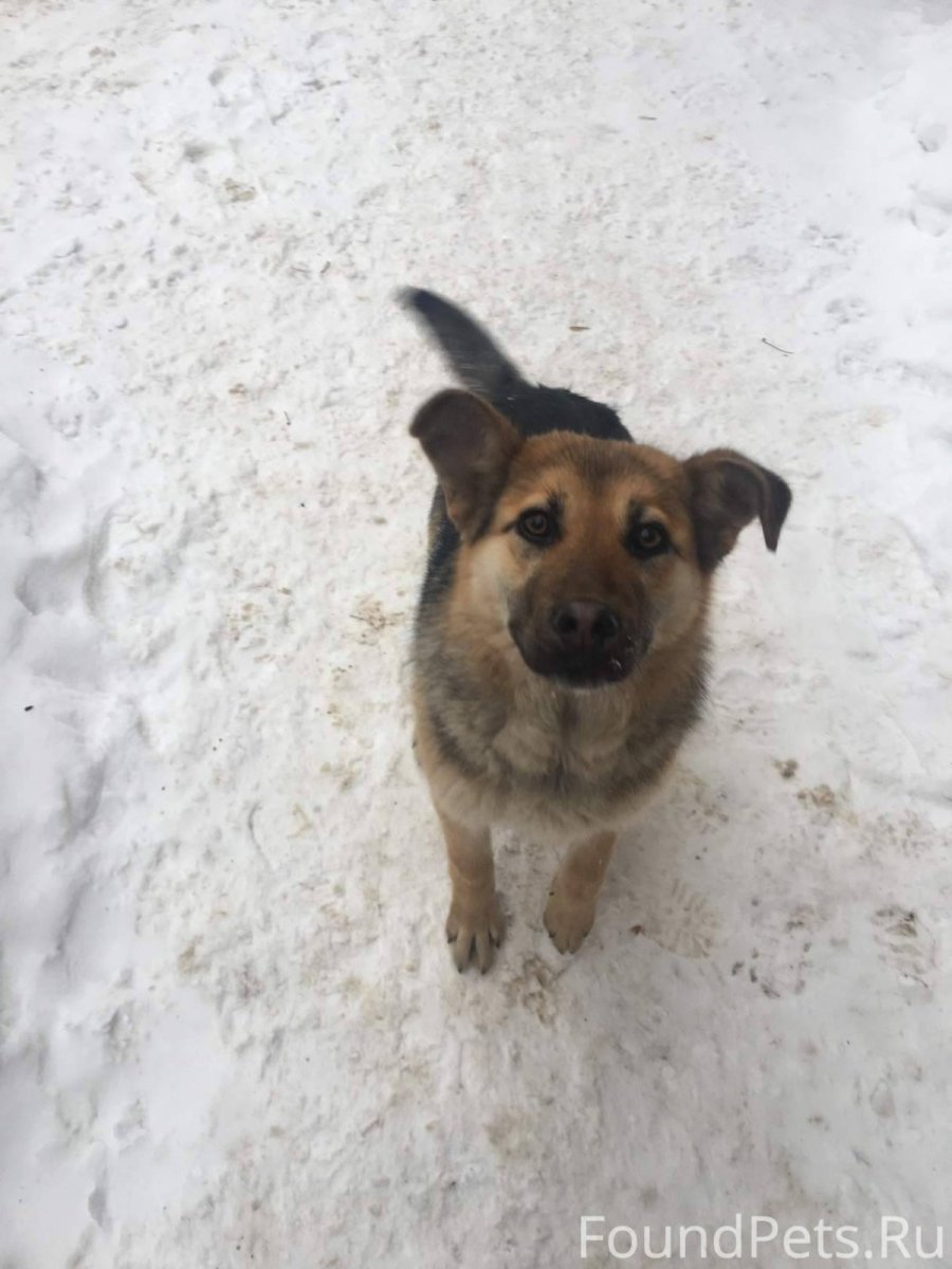 Метис бельгийской овчарки с дворняжкой