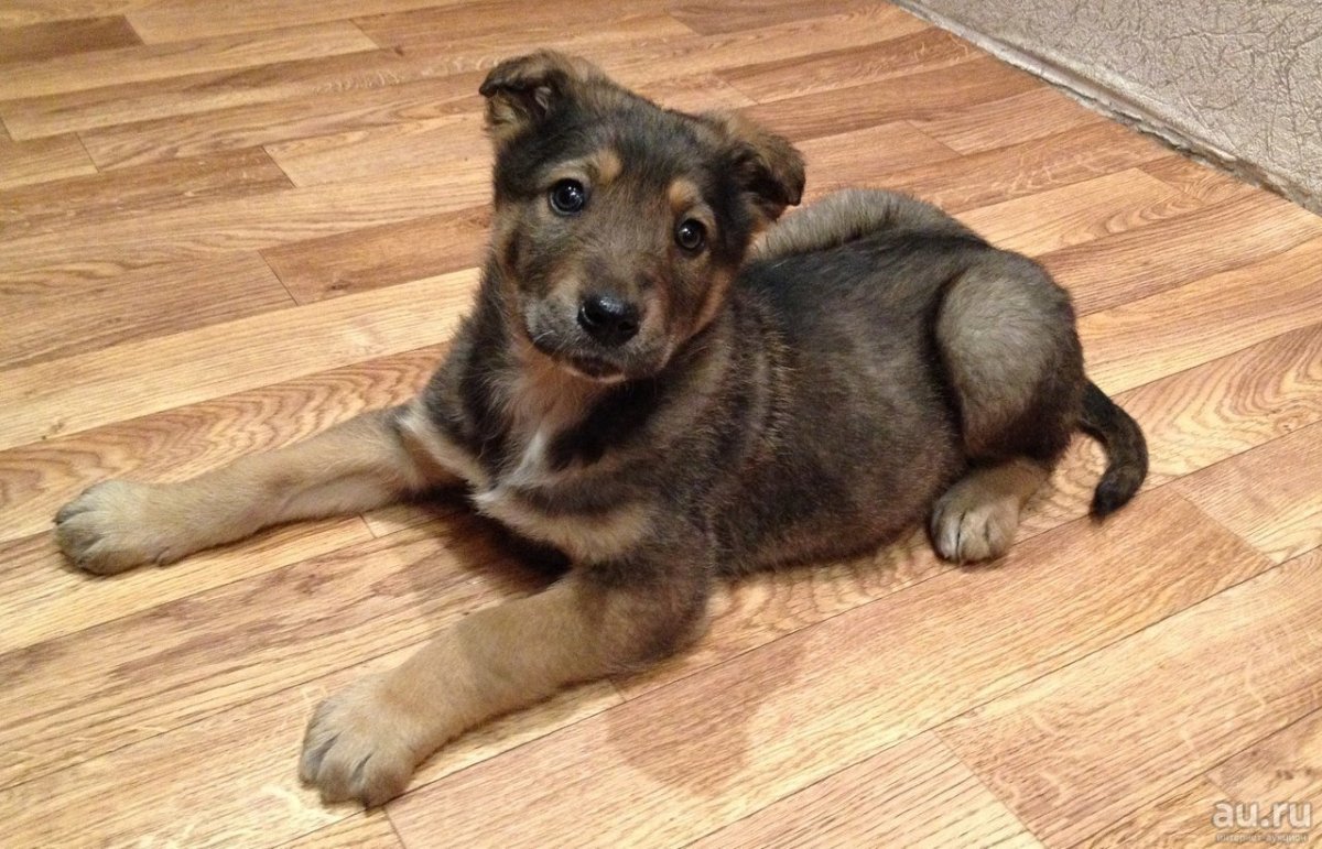 Метис овчарки и дворняги