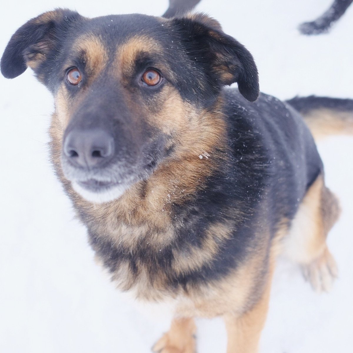 Помесь немецкой овчарки