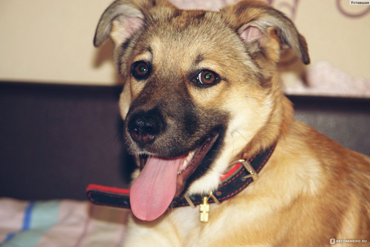 Метис кавказской овчарки